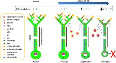 Exploring the Pathogenesis of Alzheimer Disease in Basal Forebrain Cholinergic Neurons: Converging Insights From Alternative Hypotheses